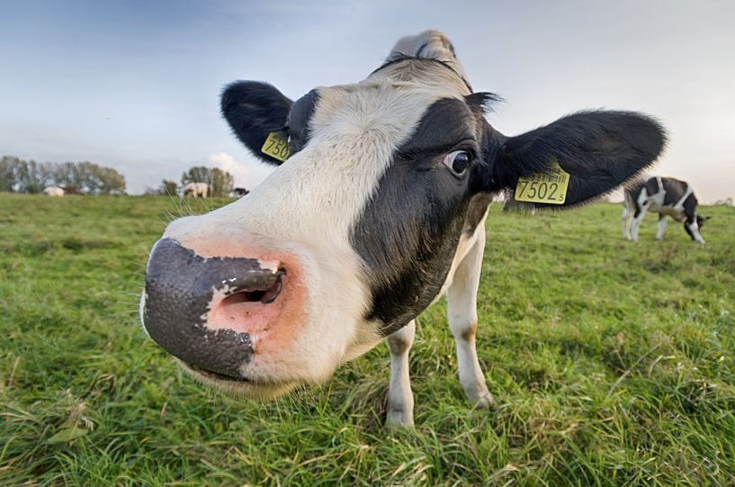 La vache curieuse