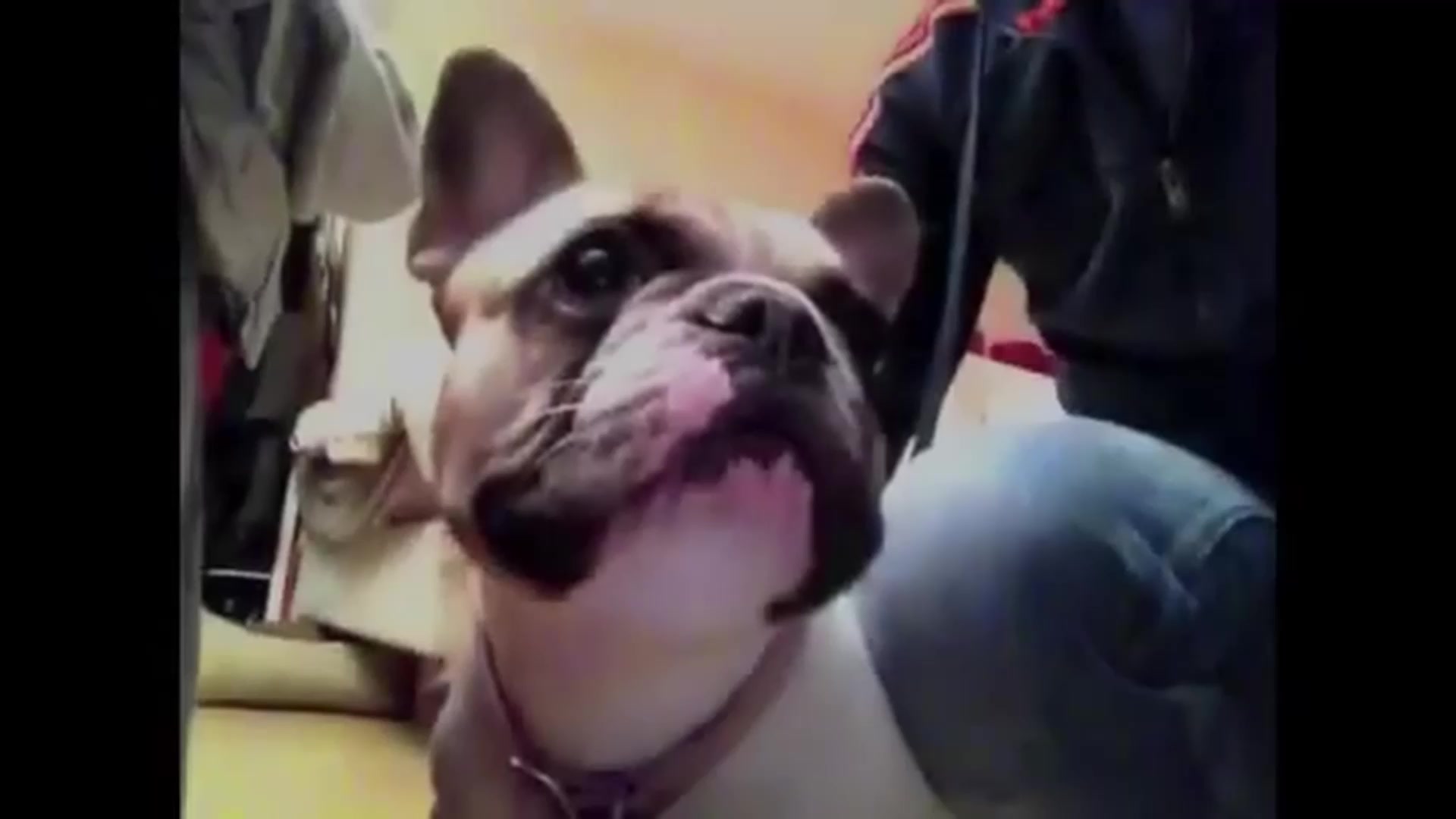 Le chien qui parle (INCROYABLE !!!!)