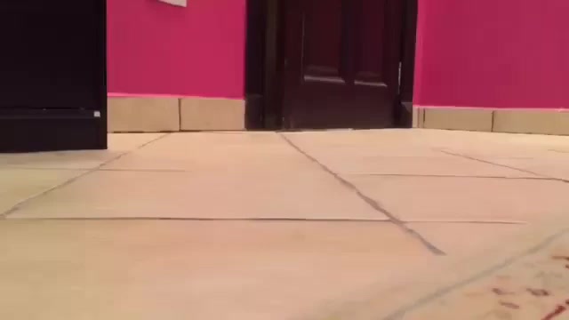 Le perroquet au rire diabolique